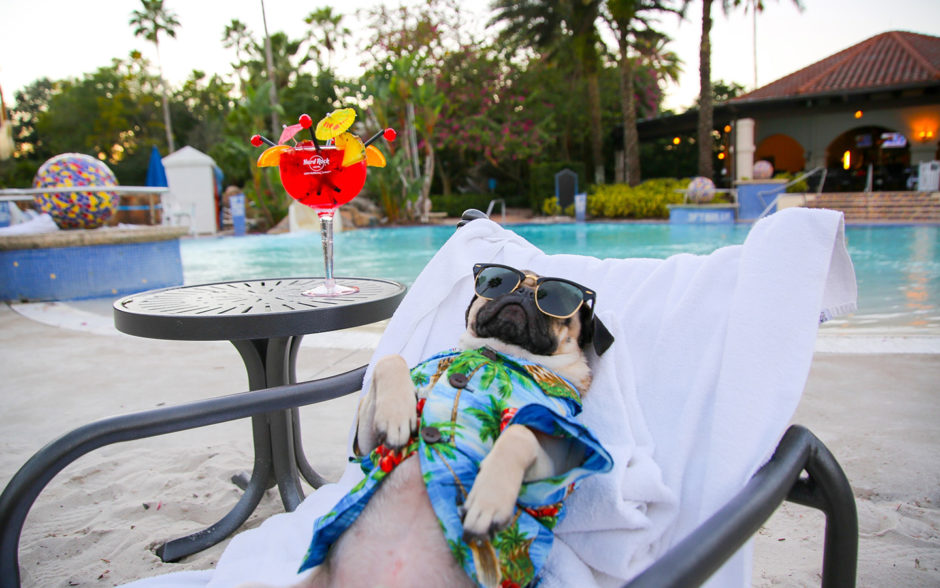 Doug the Pug relaxes by the Hard Rock Hotel's pool at Universal Orlando Resort