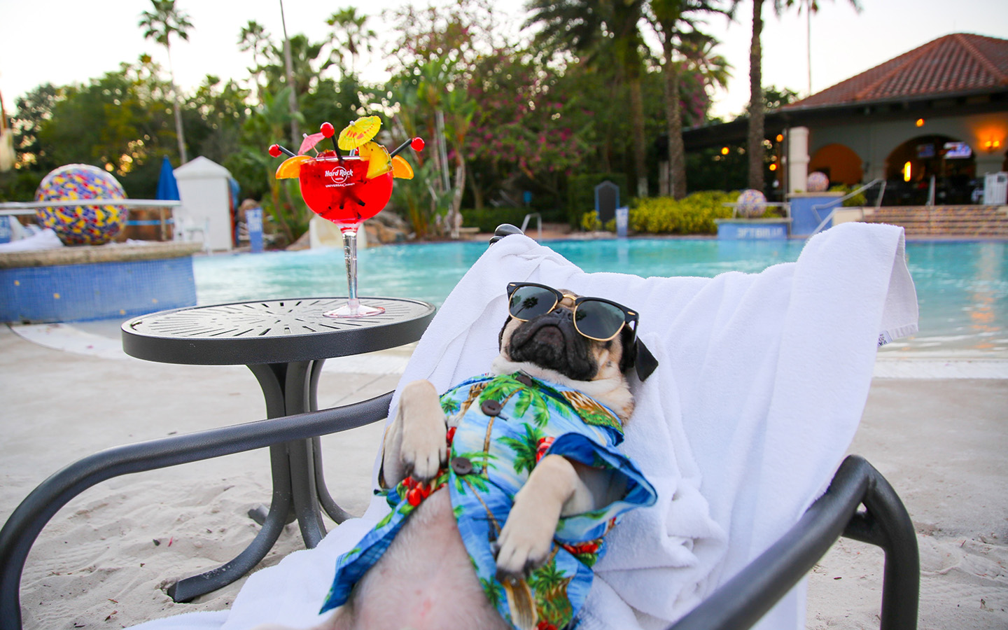 Doug Rocks Doug the Pug Became a Rock Star at Hard Rock Hotel Orlando