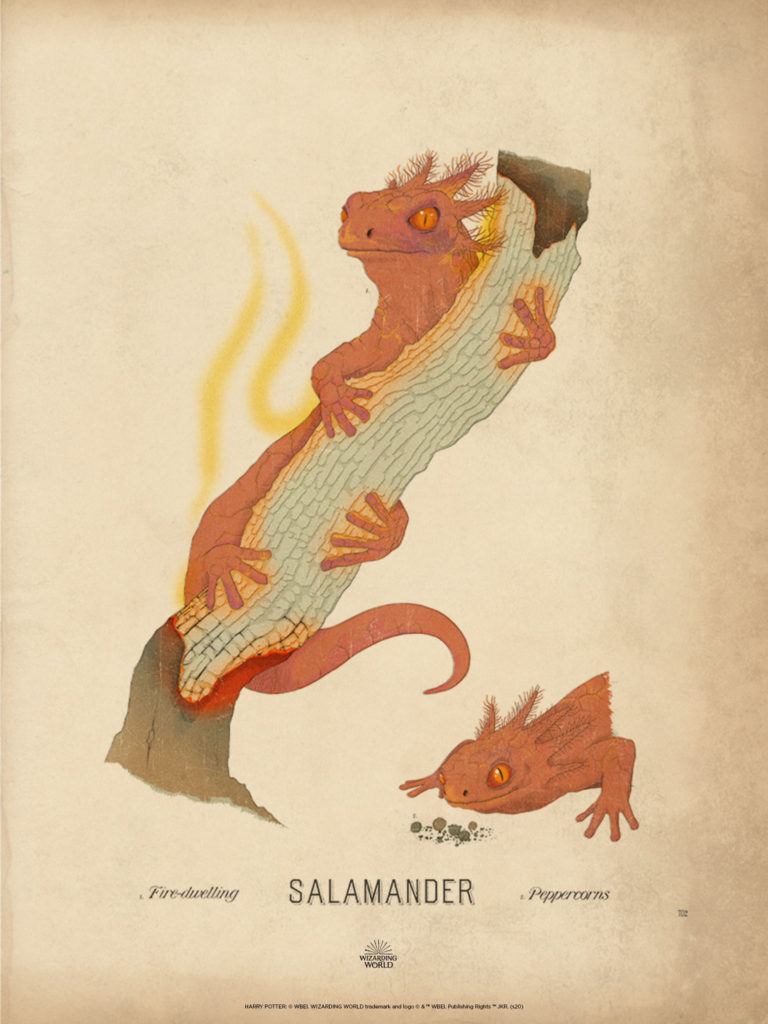 Fire Salamander_iPad