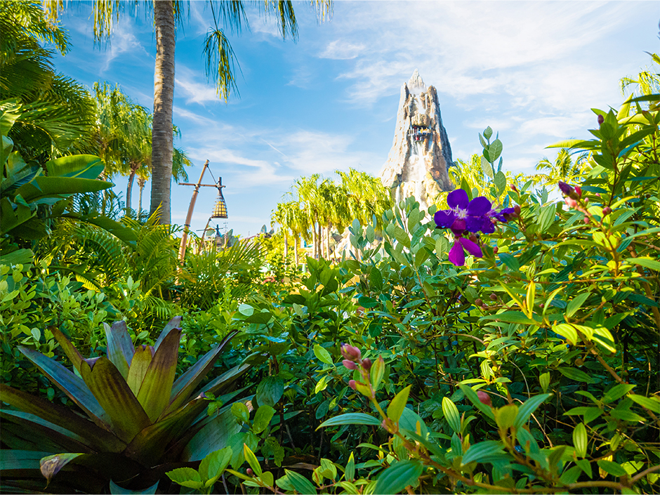 A view of the Volcano Bay Volcano during the daytime, sitting behind rows of green plants. One purple flower sticks up among the plants, as well as one tall tree. The plants vary in shapes and sizes, but all make up a lush landscape in front of the park's icon.