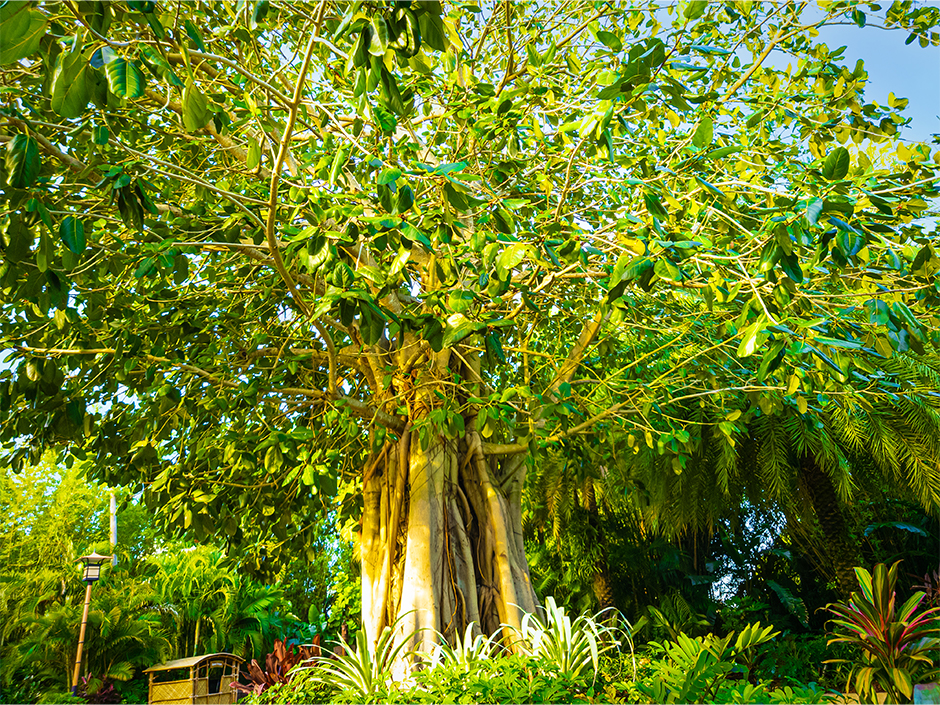 A Banyan Tree standing against a clear, blue sky, surrounded by various green plants. A light pole seemingly made of bamboo stands to the left of the tree, and to its right is a hut, also seemingly made of bamboo. The tree's truck is spindly, leading to thin branches adorned with small, green leaves.