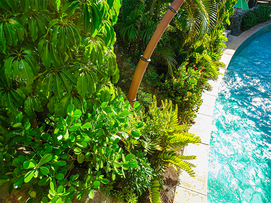 A view from above of the edge of a pool at Volcano Bay. To the left of the stone pool edge are several green plants of varying shapes and sizes. One tree trunk that appears to be made of bamboo sticks up at a slight curve from roughly the center of the patch of dirt wherein the horticulture was planted.