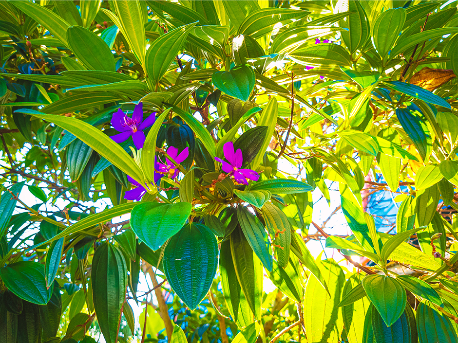 A close-up shot of a tibouchina plant against a sunny sky. There are several purple flowers, surrounded by rounded-triangular leaves, coming out of the branches of an unseen tree.
