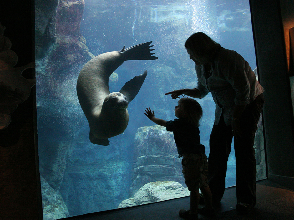 A woman and child looking at a seal.