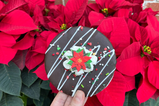 A chocolate cookie with a poinsettia in the middle.