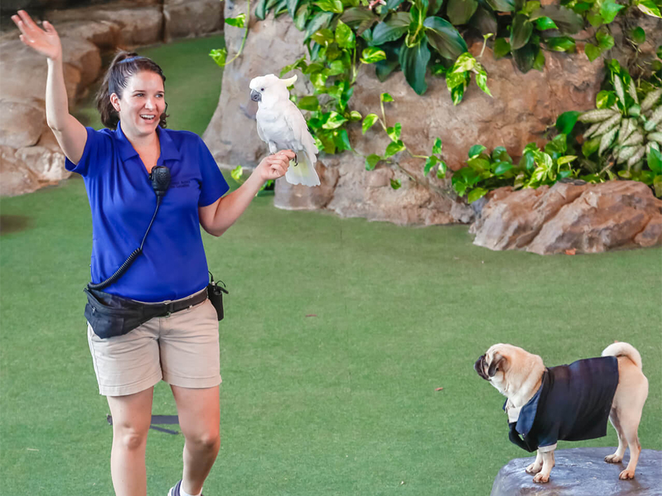 A pug, parakeet, and animal trainer on stage at Animal Actors on Location