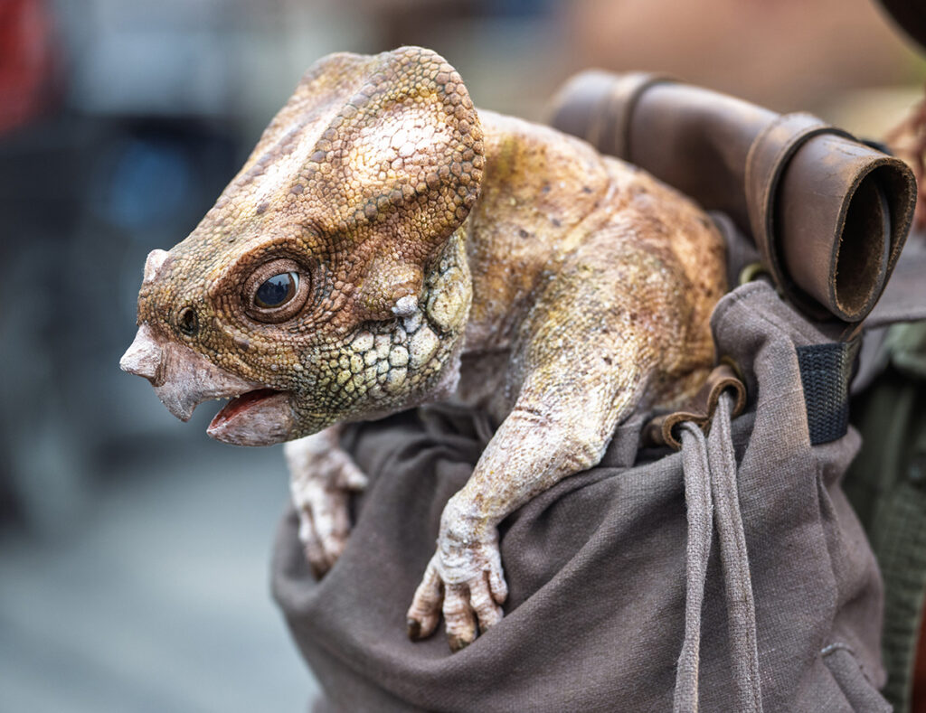 Dolores, the Aquilops puppet, nestled cozily in a drawstring backpack.