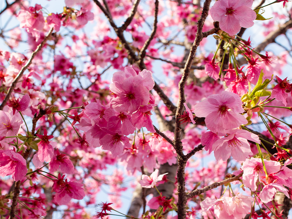Pink cherry blossoms found at Universal Studios Japan